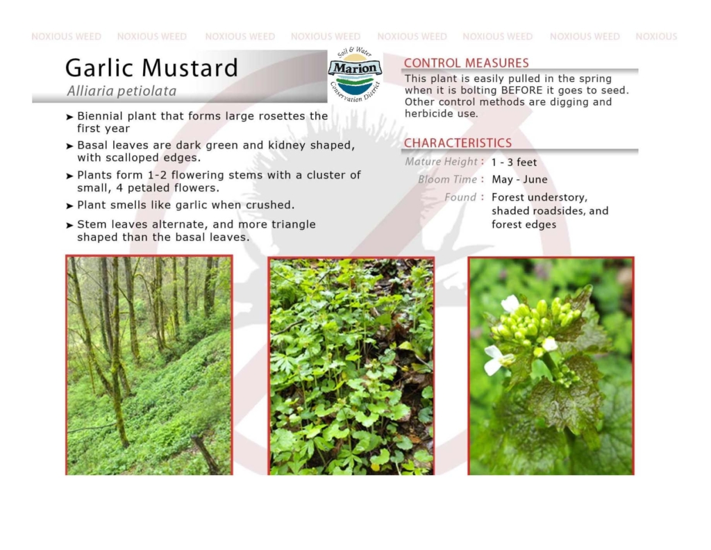 Garlic mustard is a garlic smelling biennial invasive plant.