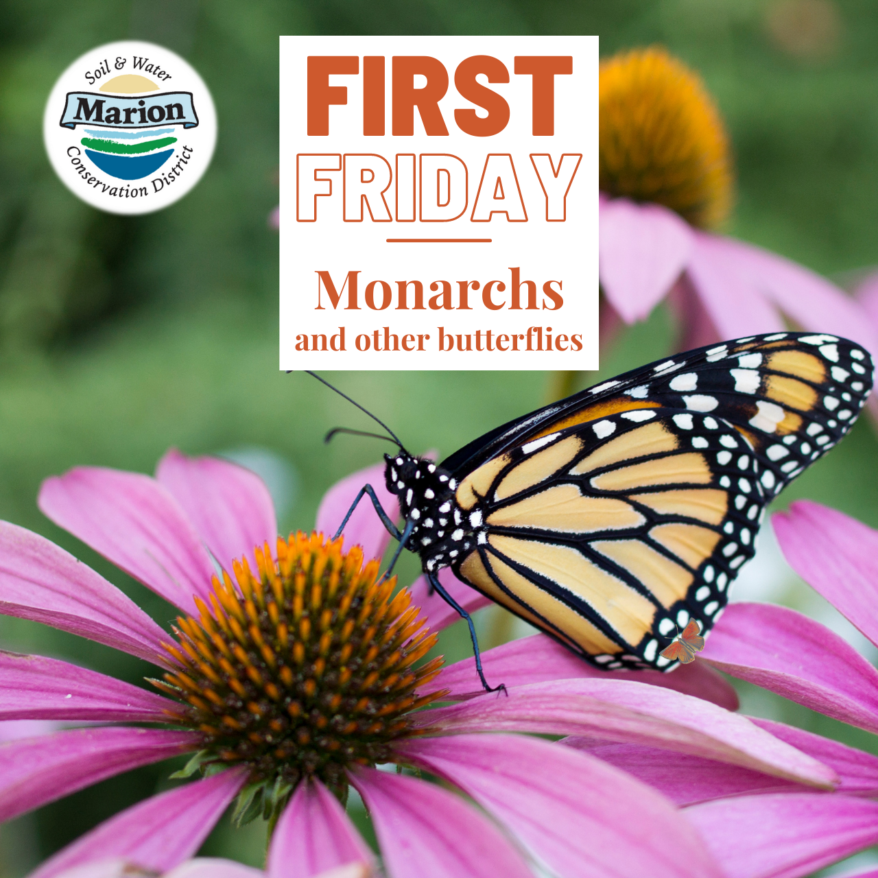 First Fridays graphic with a monarch sitting on a flower