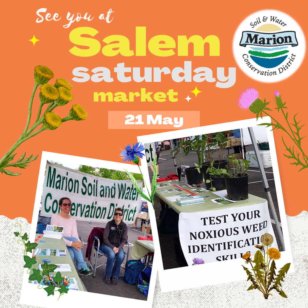 Salem Saturday market ad for May 21 2022