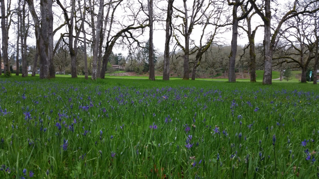sea of camas at Bush Park