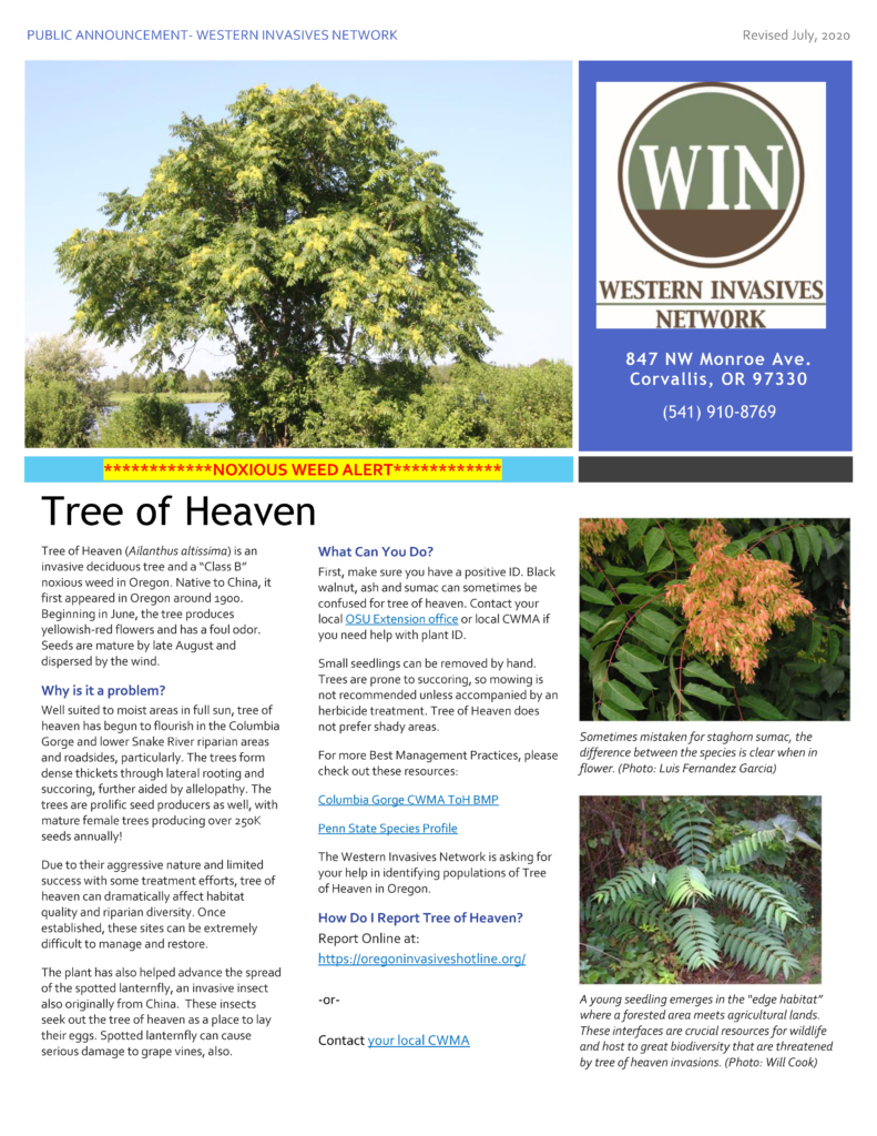 Tree of Heaven informatoinal flyer with images and descriptive text