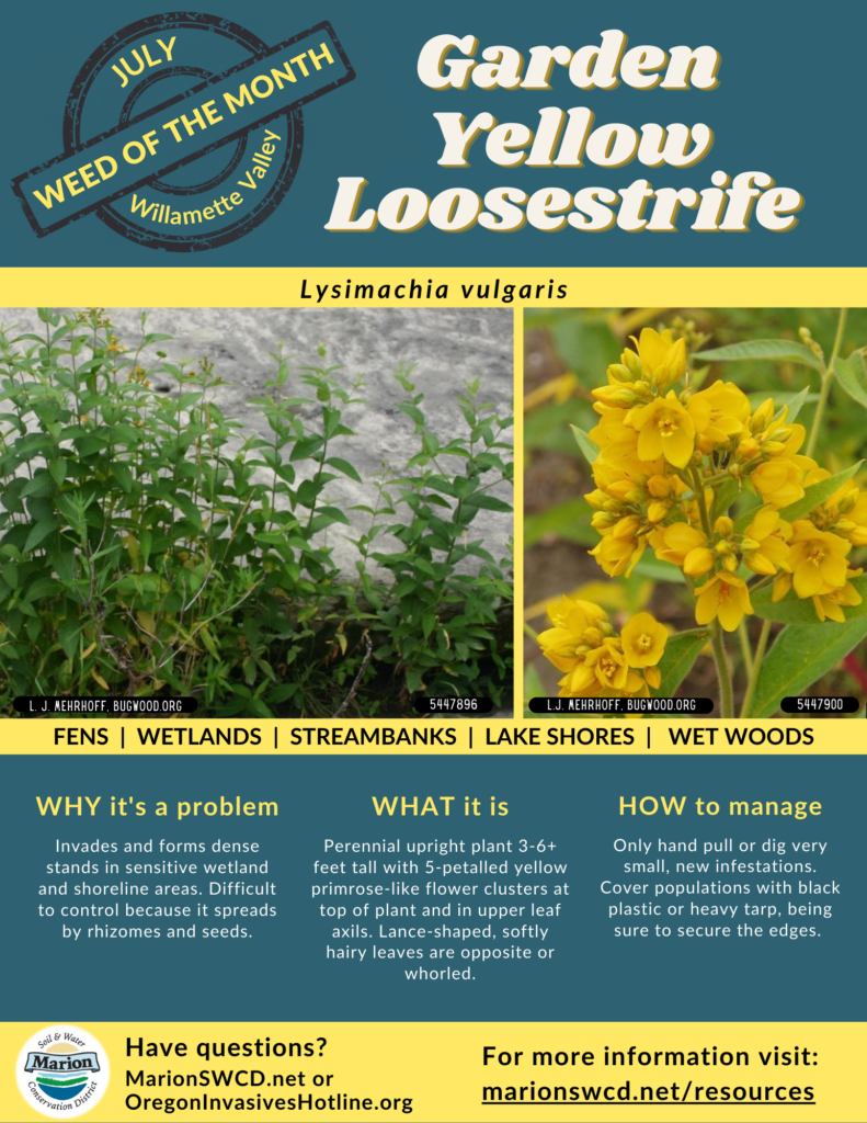 Images and information about garden yellow loosestrife