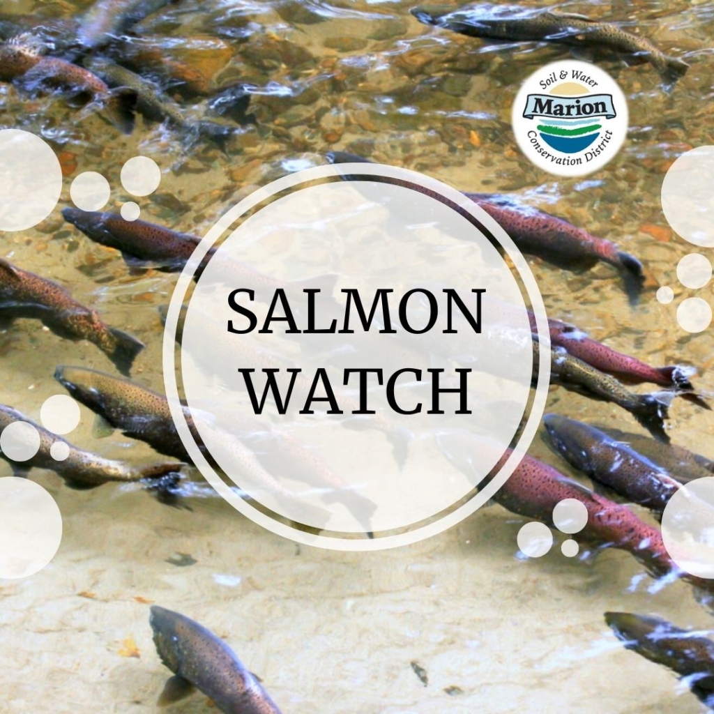Fængsling stress Beskatning Salmon Watch Volunteer Training - Marion SWCD