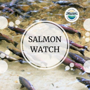 Salmon in a stream with the words Salmon Watch superimposed over the top