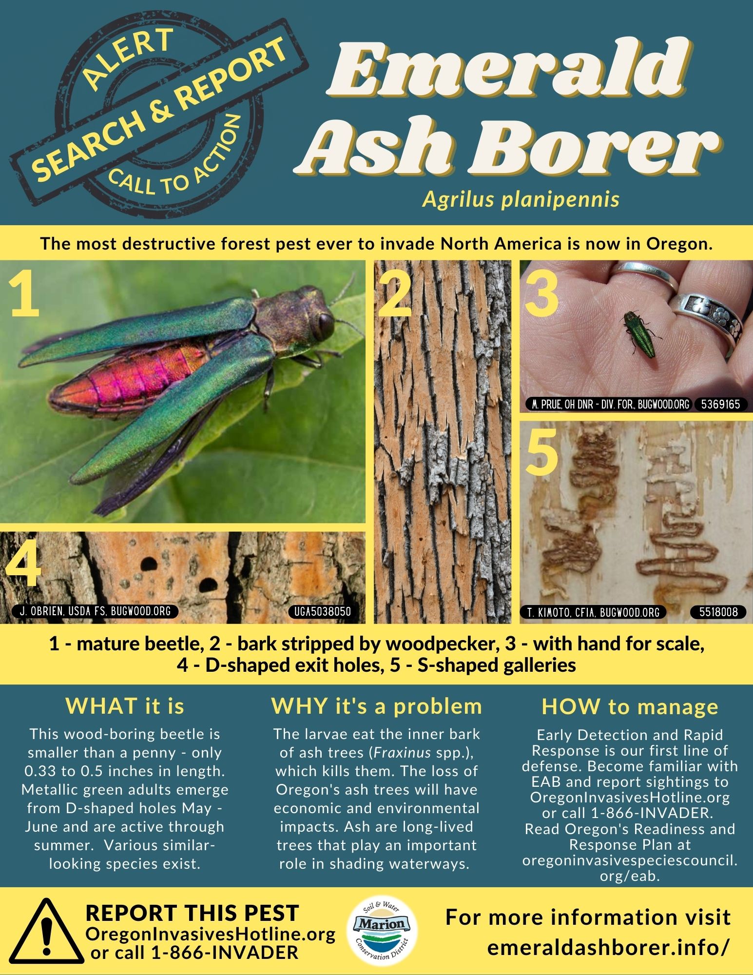 Emerald Ash Borer United States 2025 Pdf 