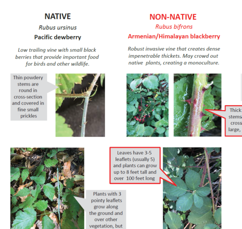 a screenshot from the bramble ID guide showing native Pacific dewberry and non-native Himalayan blackberry