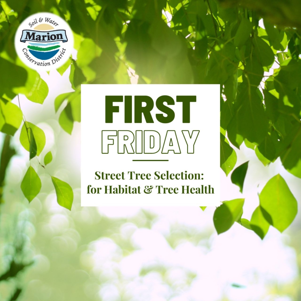 a graphic with tree leaves and the title: First Friday: Street Tree Selection for Habitat and Tree Health