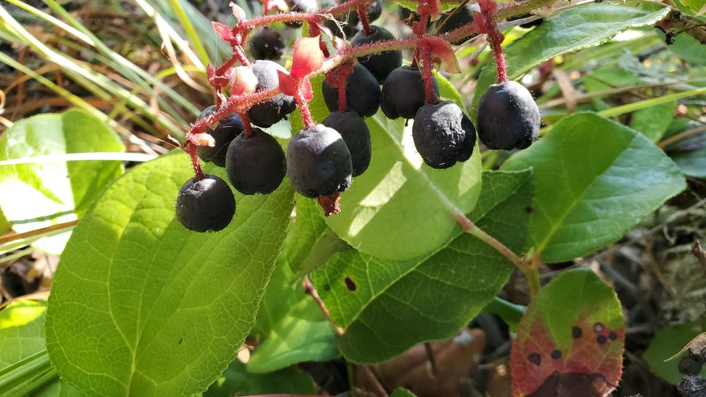leathery leaves and deep blue-black fruits that dangle from red stems