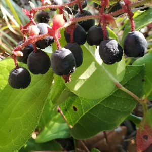 leathery leaves and deep blue-black fruits that dangle from red stems