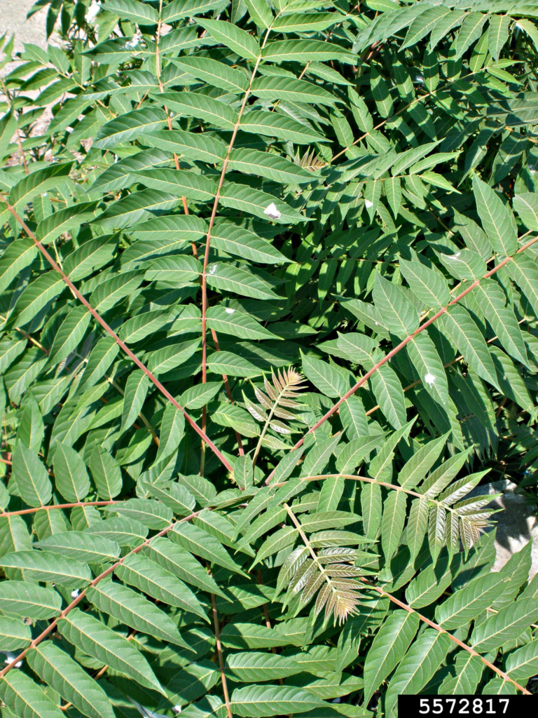 Stems of pinnately compound leaves. Leaflets are smooth edged with one or two bumps near the base.