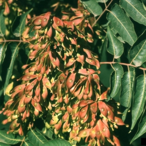 a cluster of reddish brown samaras.