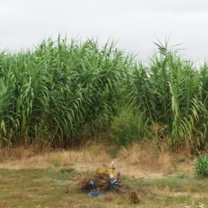 Field of tall stalks of long skinny leaves