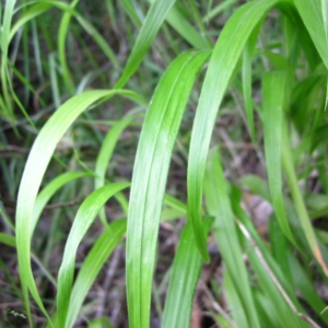 close up leaf edges