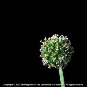 Stem with ball cluster of unopened flowers