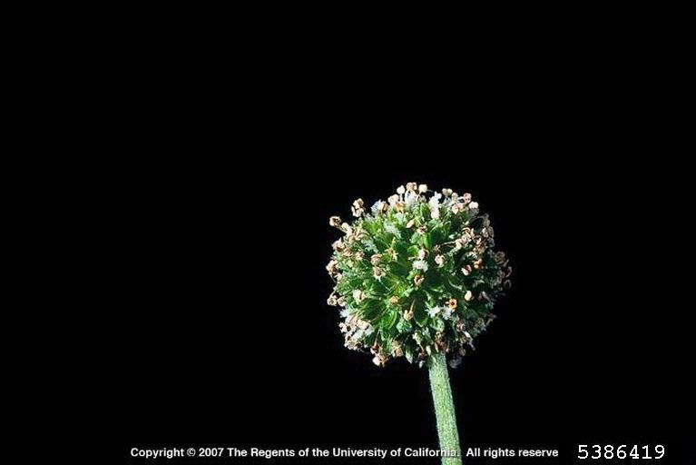 Stem with ball cluster of unopened flowers