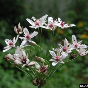 Cluster of small white and pink flowers