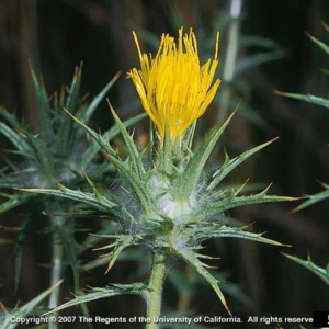 Yellow flower coming out of a cluster of spiky leaves