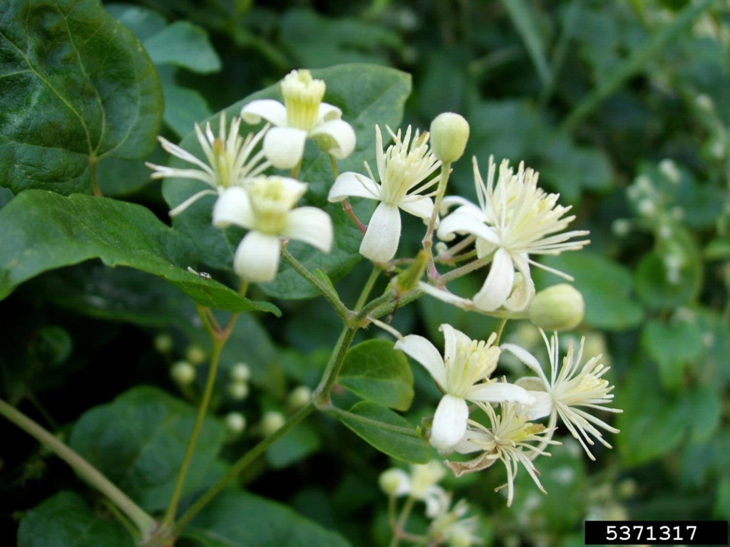 Clusters of small whitel flowers with long stamen