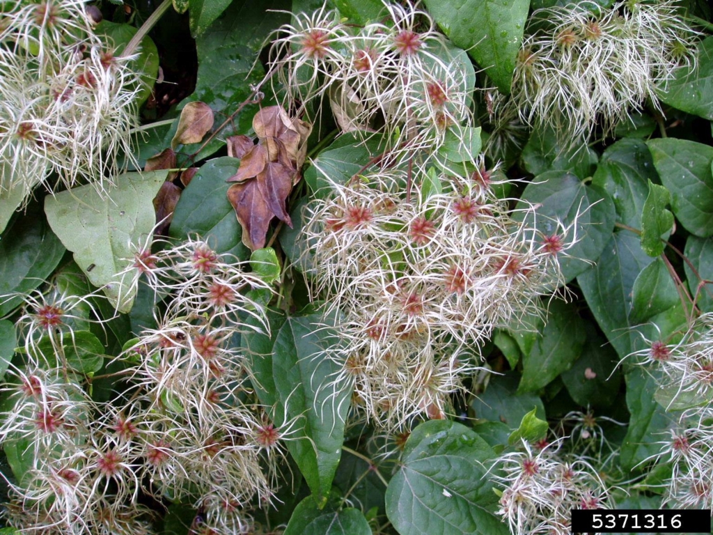 Clusters of flowers with small thin white pedals