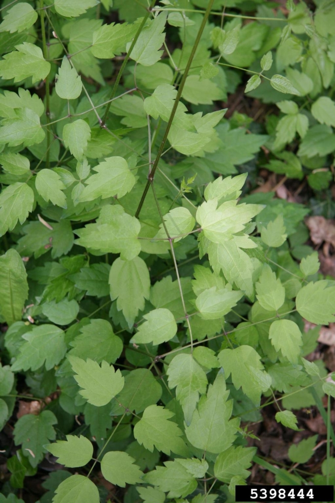 Stems with green palmate leaves