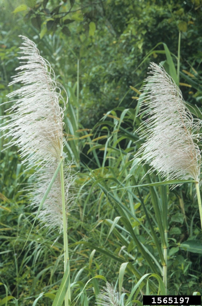 Green stalk with very many fine hair like puffs