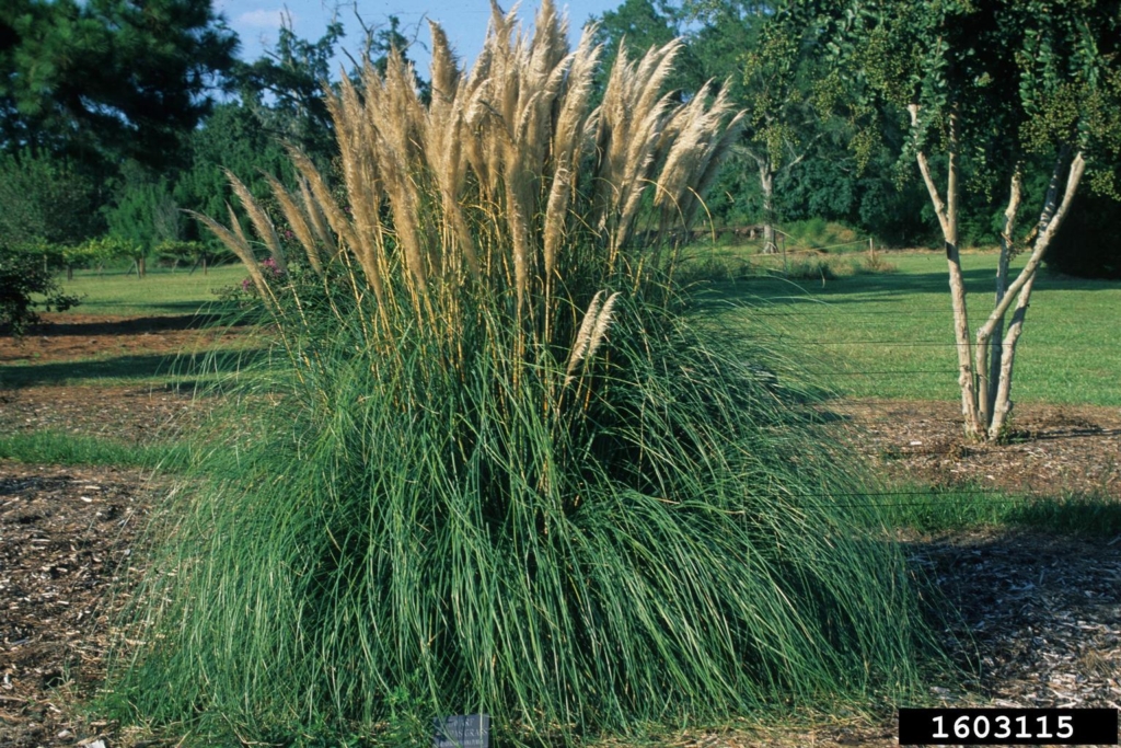 Mound of green grass blades with spires of tall poofy seed stalks