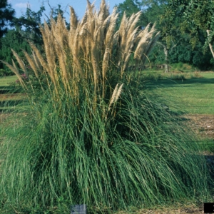 Mound of green grass blades with spires of tall poofy seed stalks