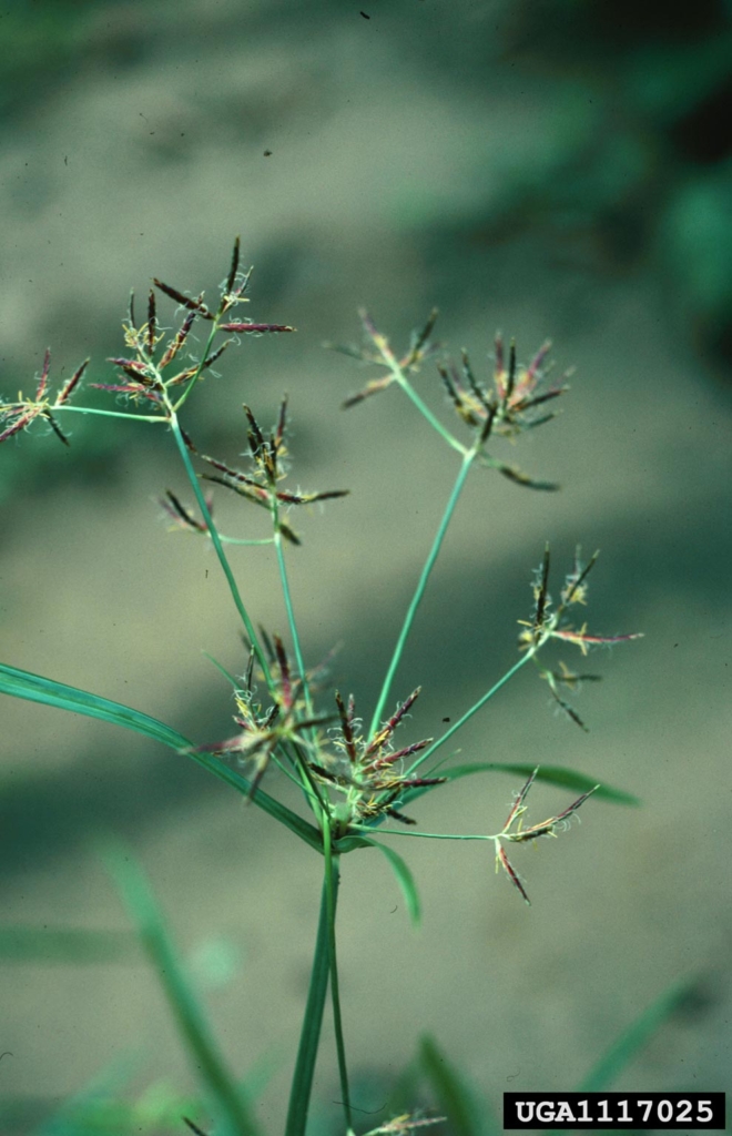 Cluster of spiny reddish seed pods