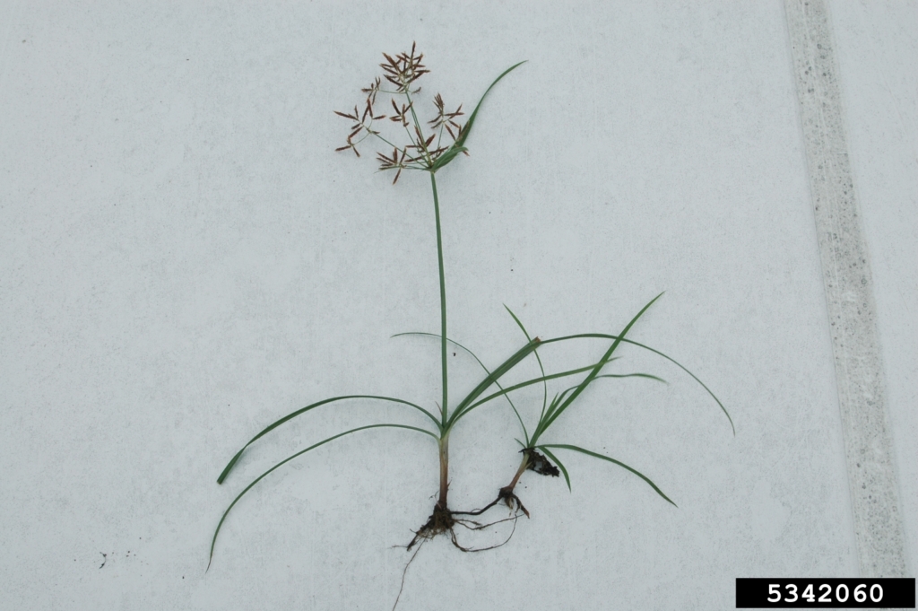 Roots and stem with grass blades and small clusters of seed pods