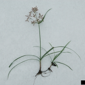 Roots and stem with grass blades and small clusters of seed pods