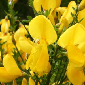 Close up of small yellow flowers