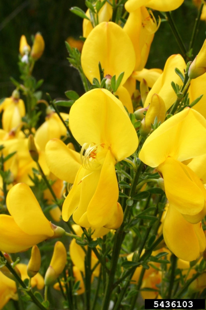 Close up of small yellow flowers