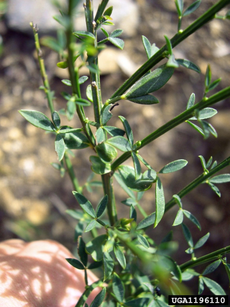 Stem with small clusters of small narrow leaves