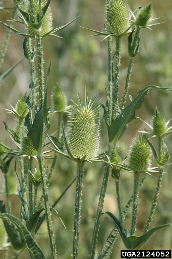 Green stalks with green prickly heads