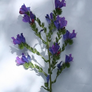 Small plant with alternate stems of purple showy flowers