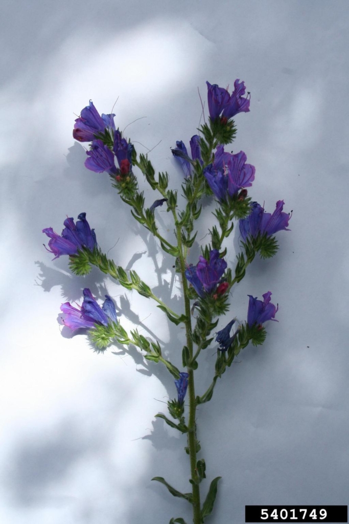 Small plant with alternate stems of purple showy flowers