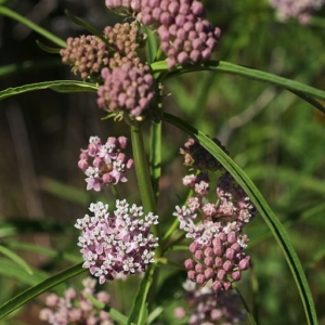 Tight clusters of small dusky rose flowers and thin green leaves