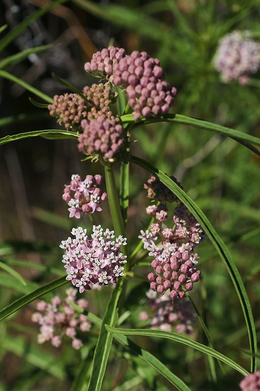 Tight clusters of small dusky rose flowers and thin green leaves