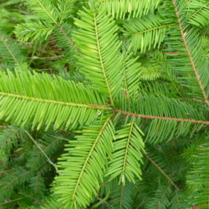 New growth of needles