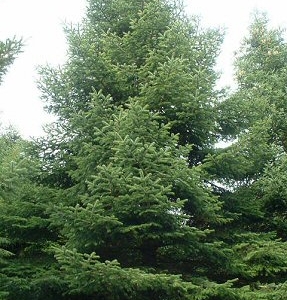A triangular conifer form with branches swooping upwards