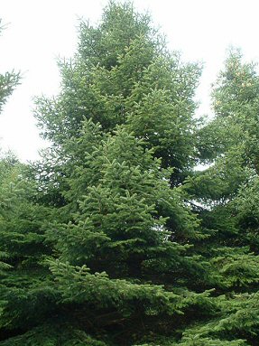 A triangular conifer form with branches swooping upwards