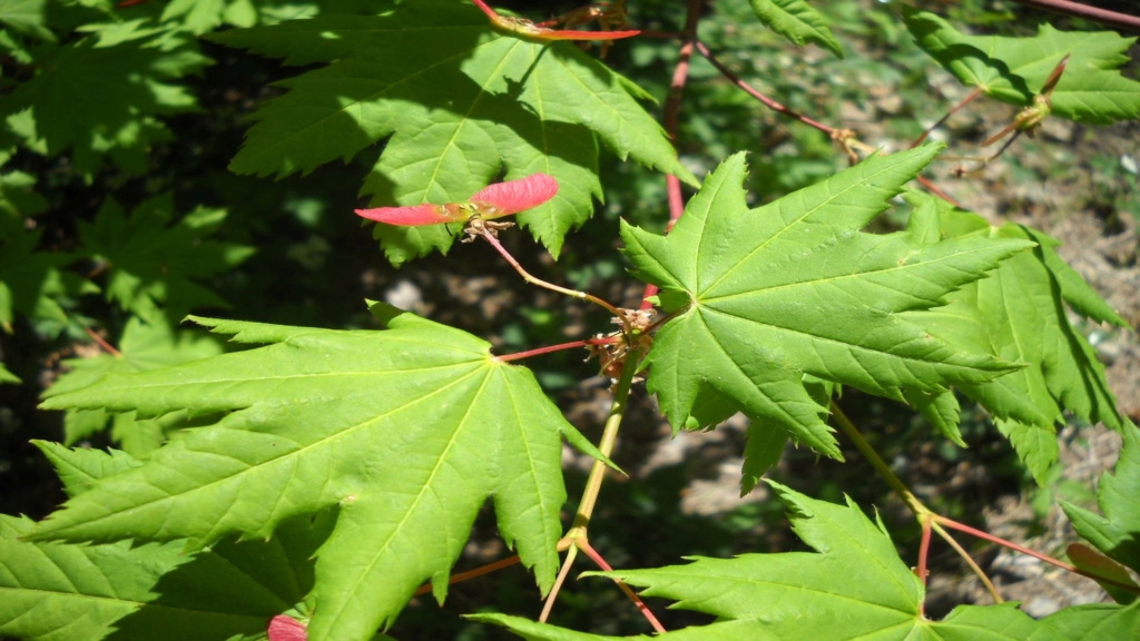Vine Maple, Acer circinatum, Stem with green vine maple leaves