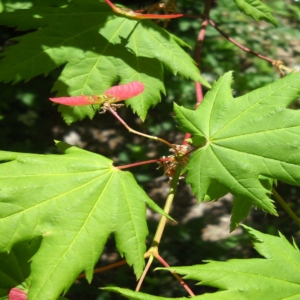 Vine Maple, Acer circinatum, Stem with green vine maple leaves