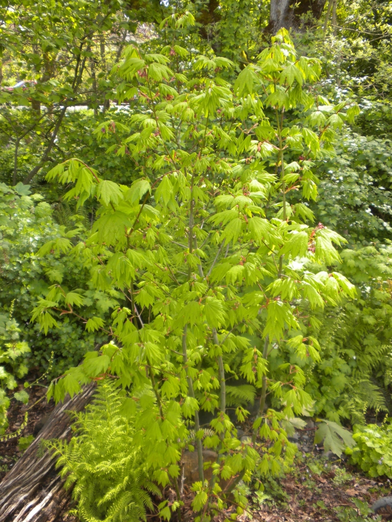 Vine Maple, Acer circinatum, Young, bushy, green vine maple tree