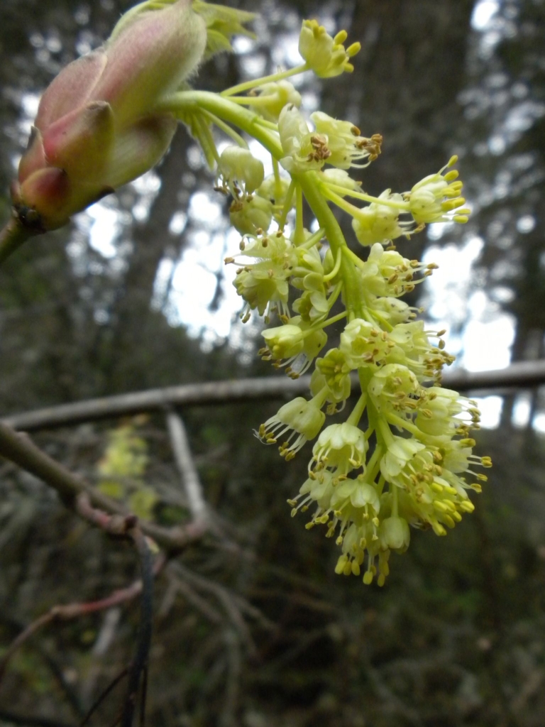 Cluster of yellowish green Big Leaf Maple flowers