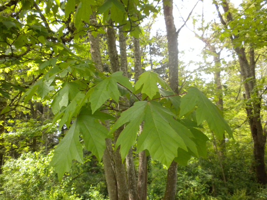Young light green palmate eaves of Big Leaf Maple