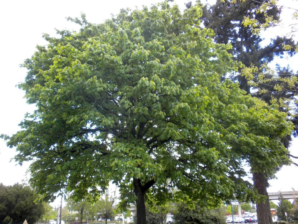 Big Leaf Maple Crown