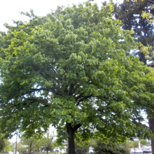 Big Leaf Maple Crown