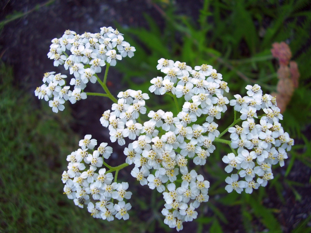 close up of flat topped white yarrow flowers with yellow center.