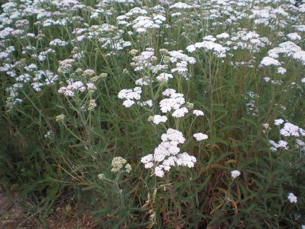 looking down at a patch of yarrow with white tops and feathery leaves